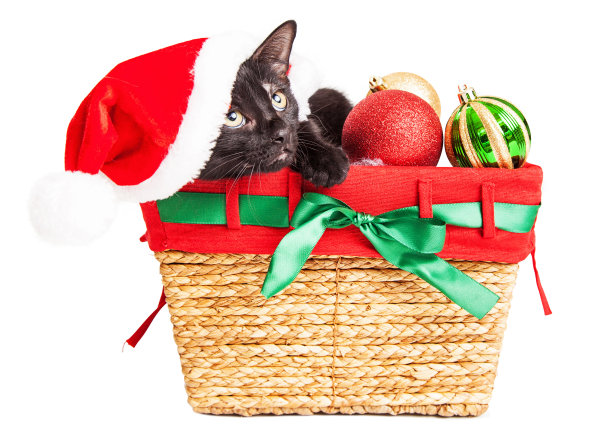 可爱的小猫在圣诞篮子里图片下载