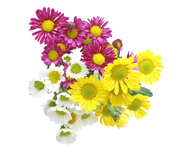 束菊花图片下载