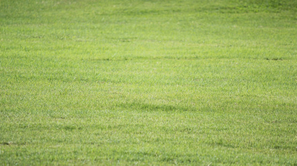 草坪上图片下载