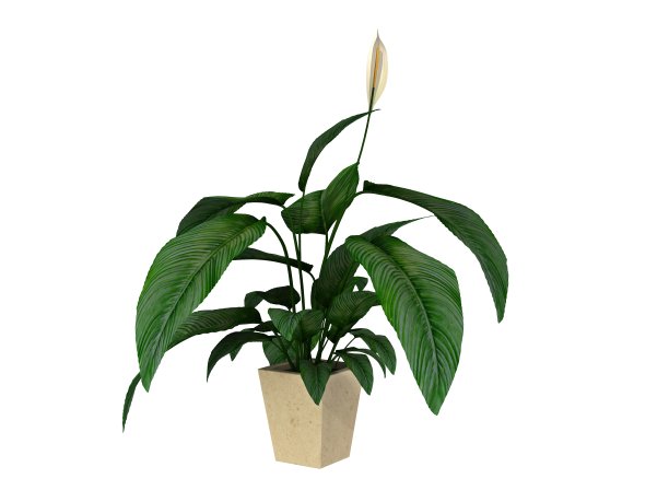 盆栽植物图片下载