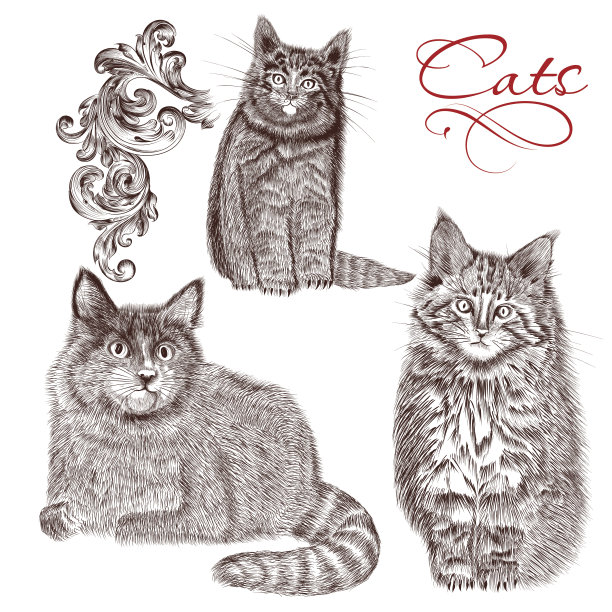 收集矢量详细手绘猫图片下载