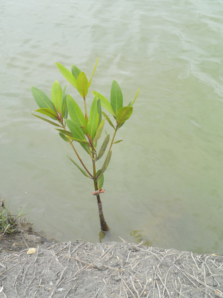 红树林树图片下载