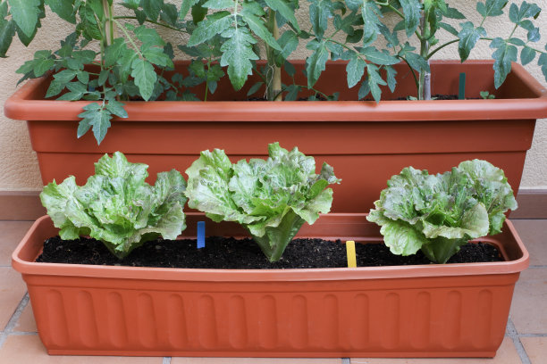 生菜和番茄植物图片下载