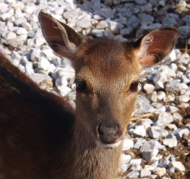 婴儿梅花鹿图片下载