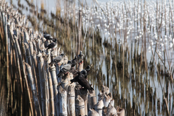 群pigine素材图片