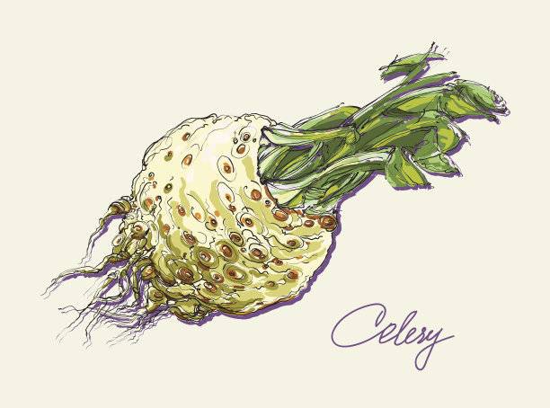 芹菜矢量图图片下载