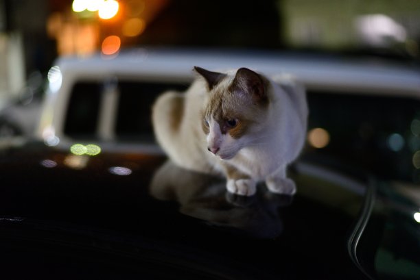 即将离任的猫图片下载