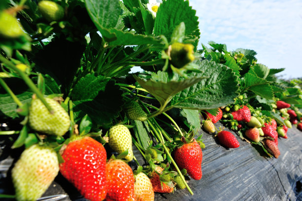 草莓领域图片下载