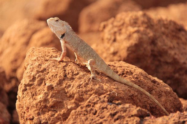 野生花园蜥蜴图片下载
