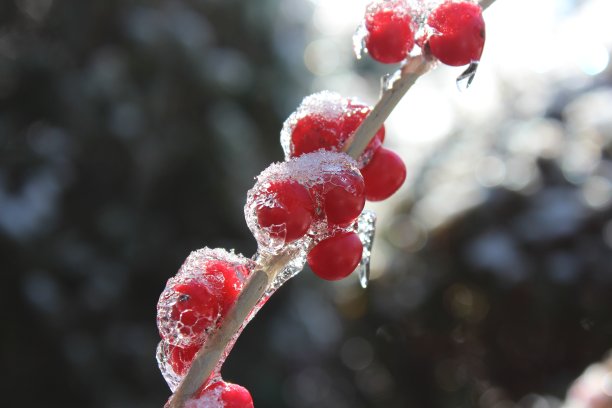 冷冻冬青浆果图片下载