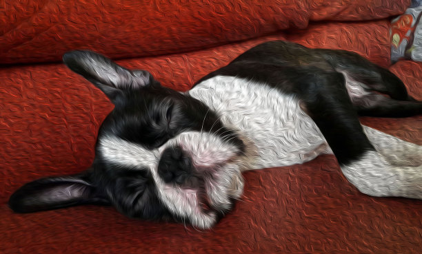 小狗睡在沙发上当油画图片下载