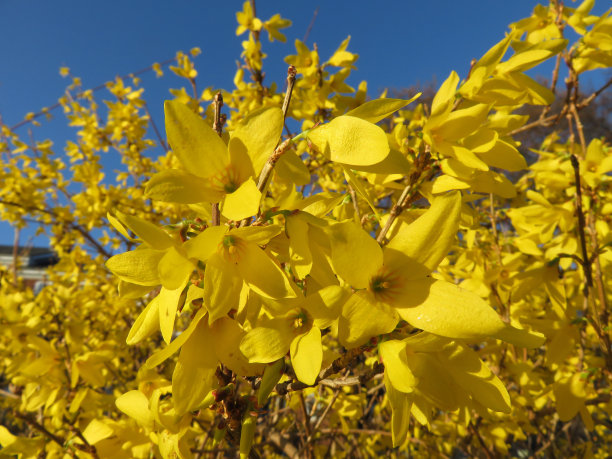 亮黄色连翘花图片下载