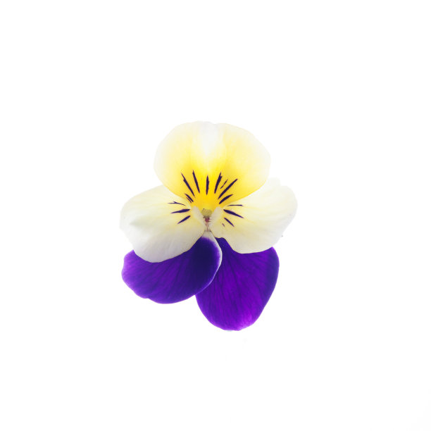 美丽的花图片下载