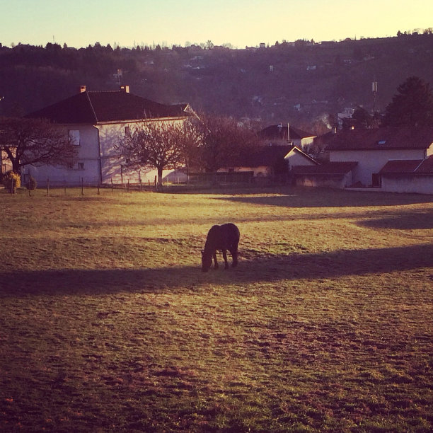 马吃草图片下载
