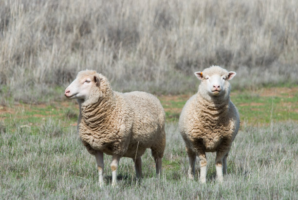 哺乳动物图片下载