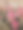 粉色玫瑰图片下载
