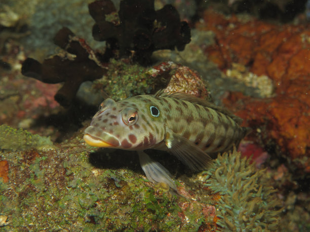 悲伤的鱼图片下载