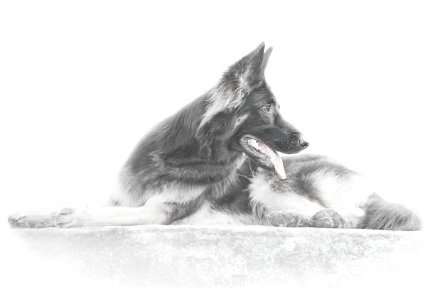 白色背景上的德国牧羊犬剪影图片下载