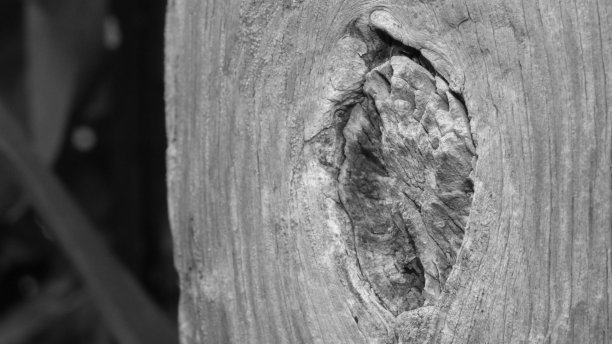 树干木材图片下载