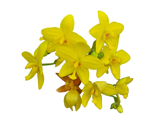 地面兰花花在白色的背景图片下载