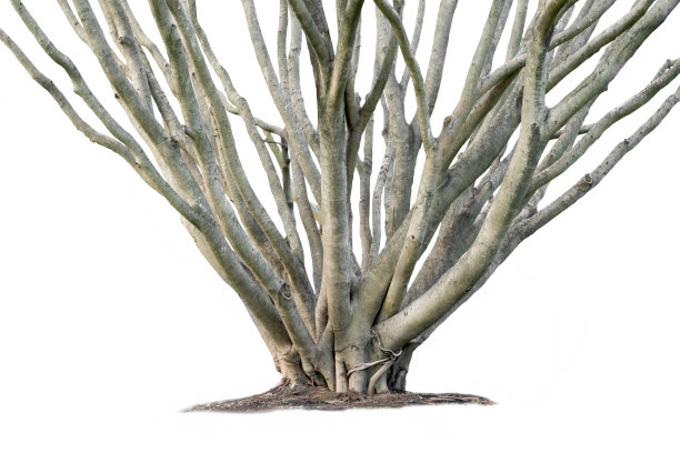 榕树枝条孤立图片下载