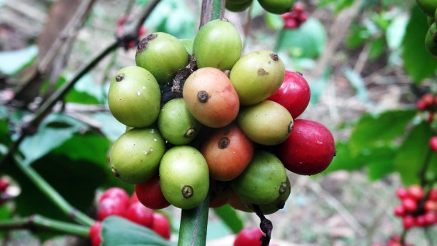 罗布斯塔咖啡浆果图片下载