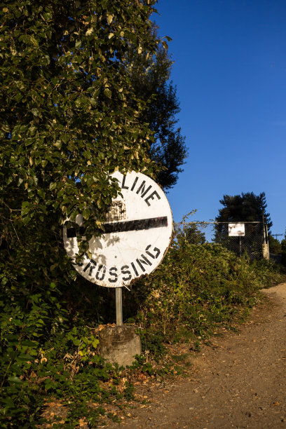 白色的标志藏在树林里图片下载