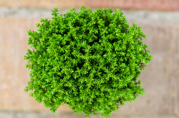 盆栽植物。图片下载