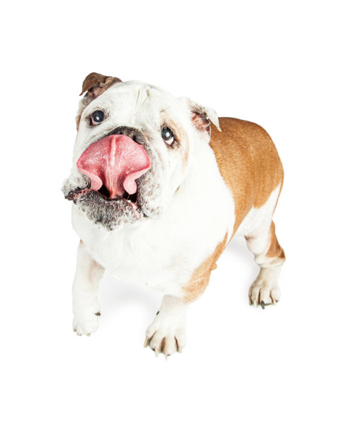 顽皮的斗牛犬伸出大舌头图片下载