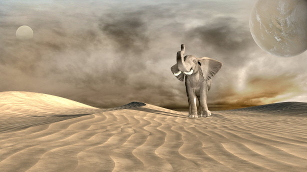 大象在沙漠图片下载