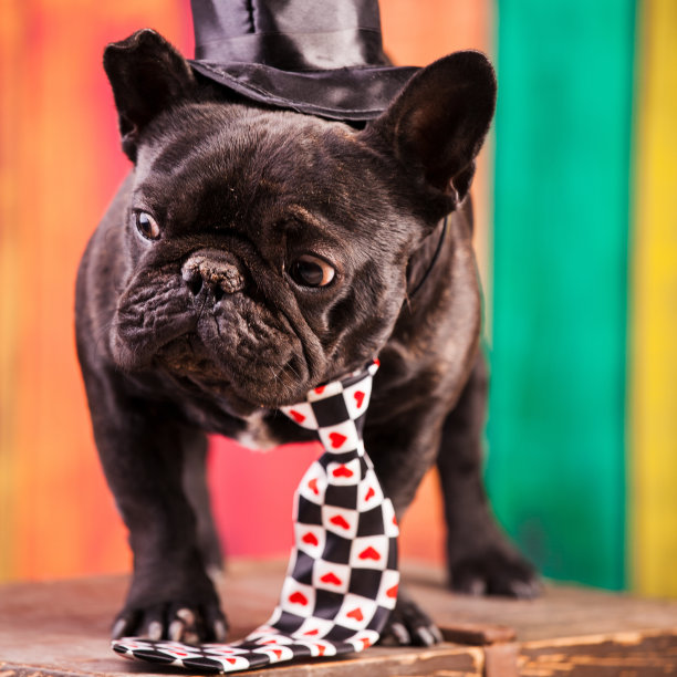 优雅的法国斗牛犬图片下载