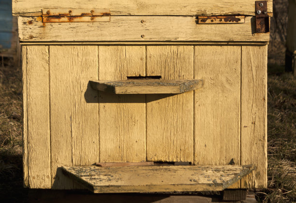 老黄的蜂箱在春天。图片下载