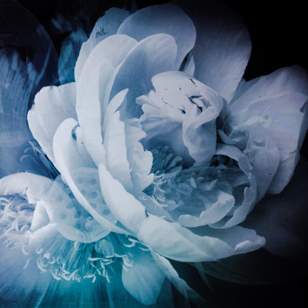 蓝色的牡丹图片下载