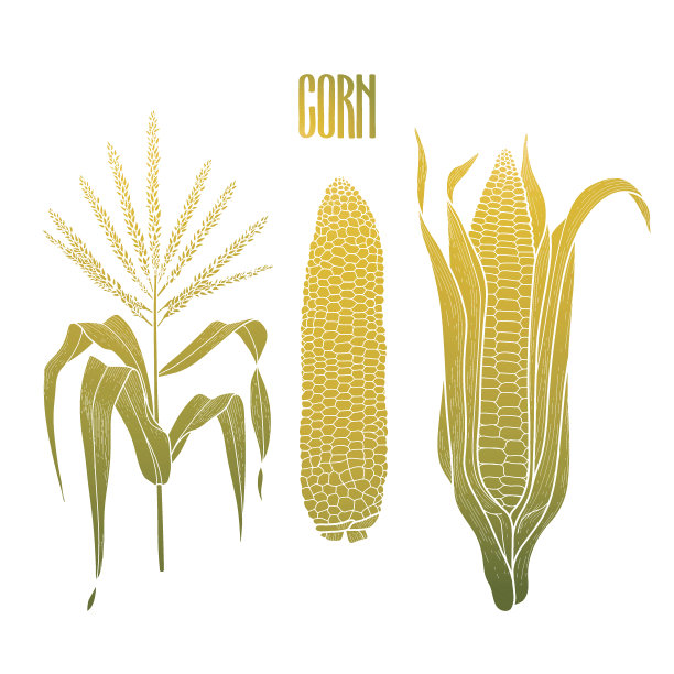 图形玉米集合图片下载