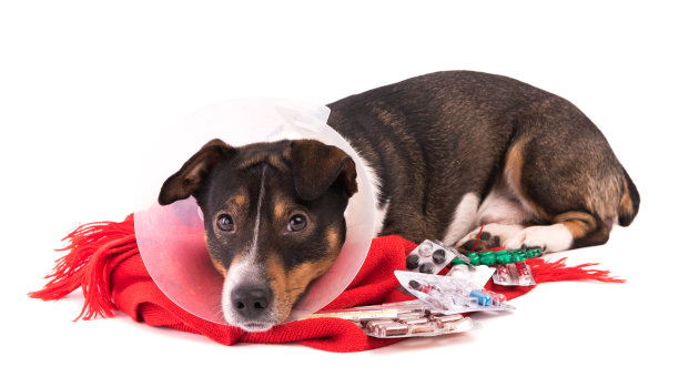 白色背景上带着药的病狗图片下载