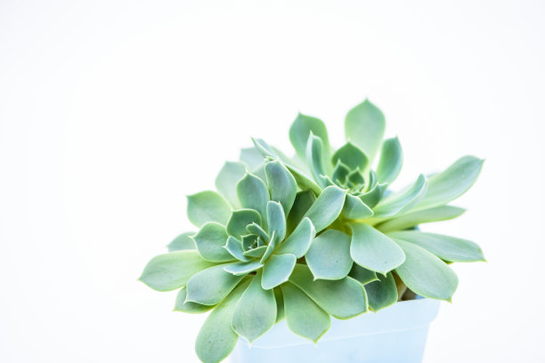 肉质植物盆栽图片下载