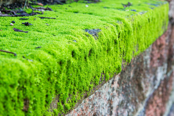 挡土墙表面有青苔图片下载