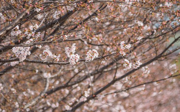 春花系列，美丽的樱花绽放。图片下载