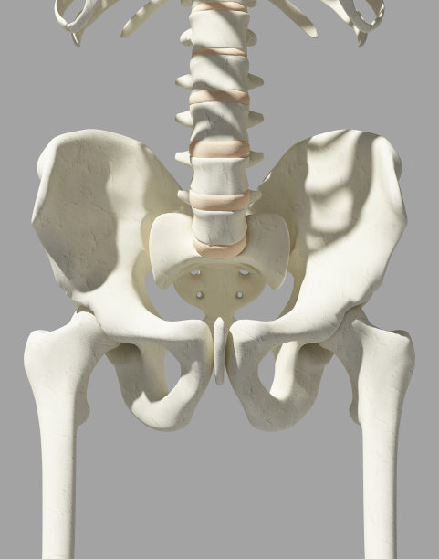 臀部骨骼在蓝色背景。素材图片