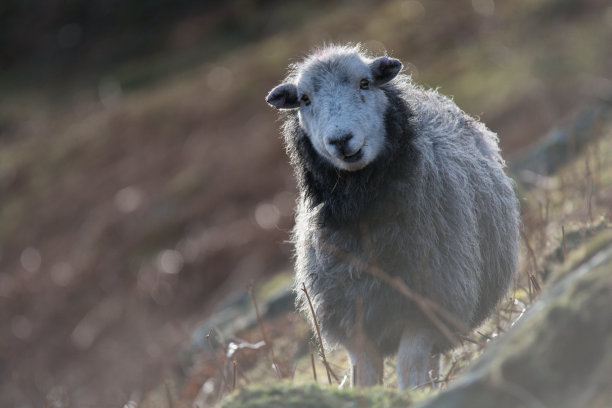 在湖区背光山羊素材图片