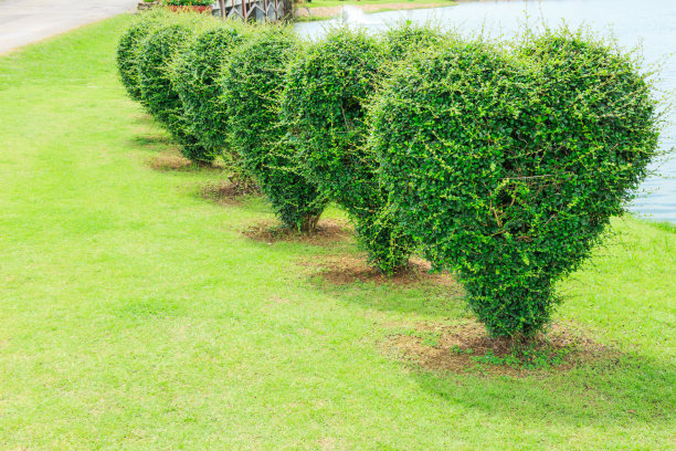 树形状的心脏公园图片下载