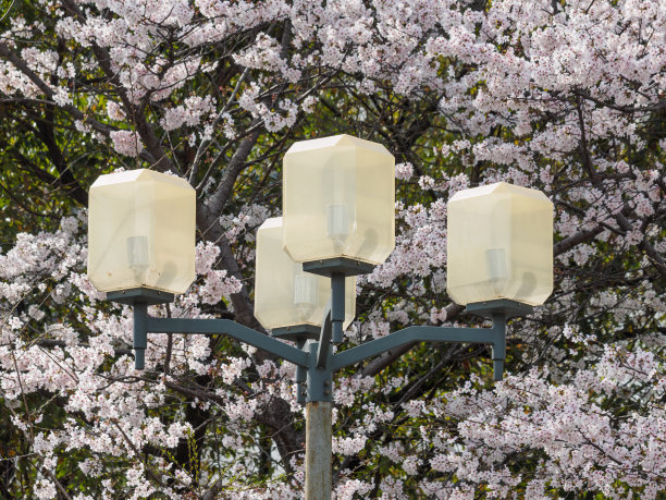 春花系列，美丽的樱花绽放。图片下载