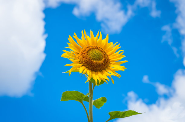 盛开的向日葵图片下载
