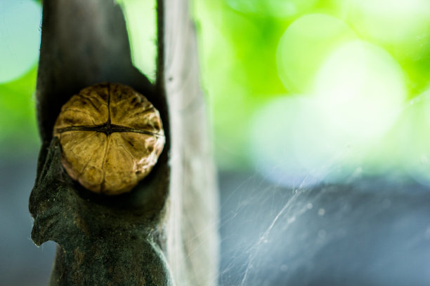 木雕上的核桃图片下载