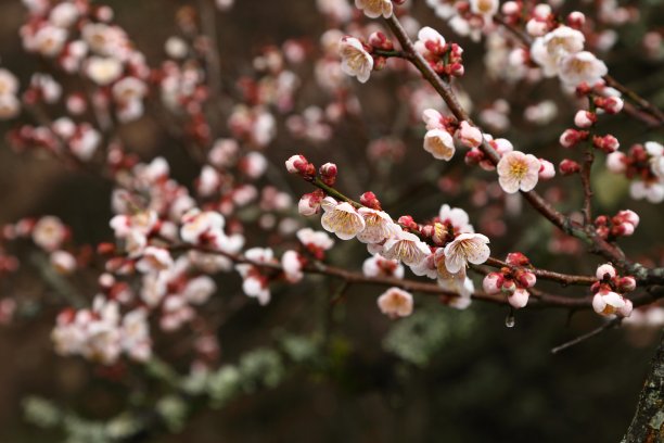 梅花图片下载