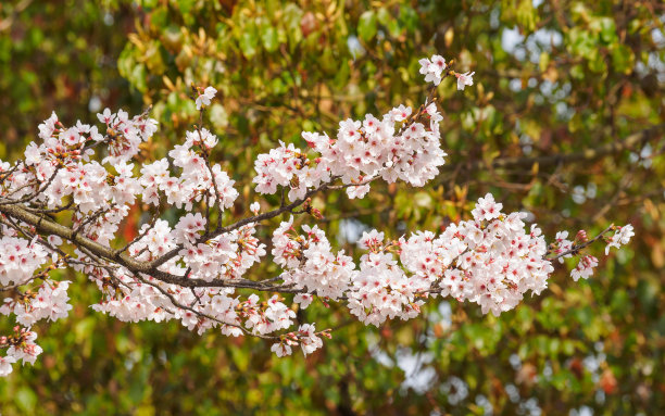 春花系列，美丽的樱花绽放。图片下载