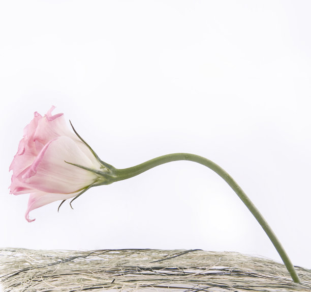 麦秆上的玫瑰花蕾呈粉红色。图片下载