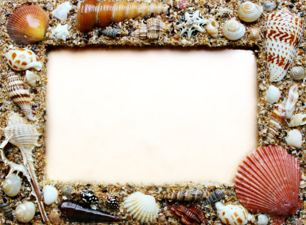 帧的贝壳图片下载