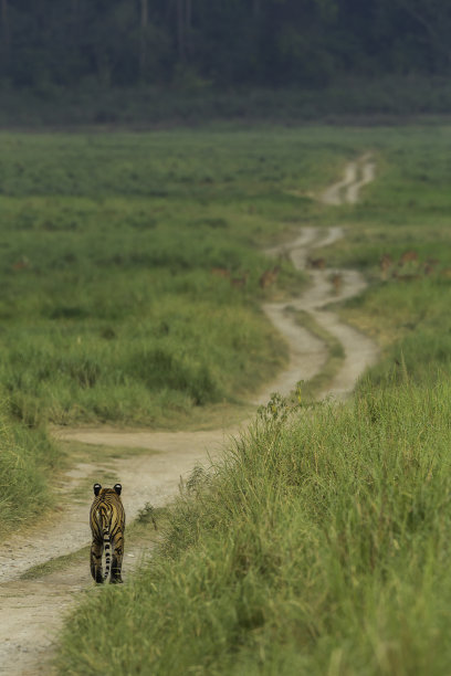 老虎和它的猎物图片下载