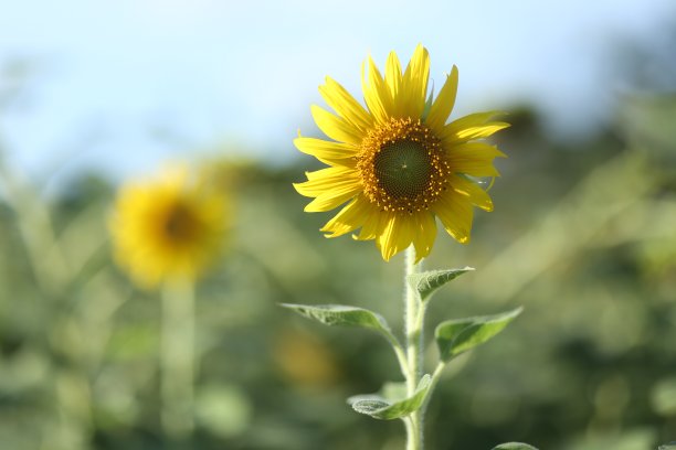 太阳的花图片下载